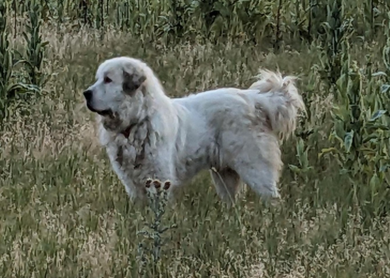 Bandit modal picture